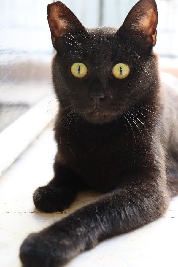 Siria, nera elegante e molto affettuosa Foto 5